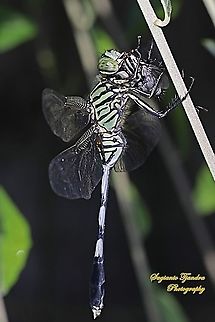 Green Marsh Hawk, Orthetrum sabina w/prey (feeding Flesh fly, Sarcophagidae)  Fall,Geotagged,Indonesia,Orthetrum sabina,Slender skimmer