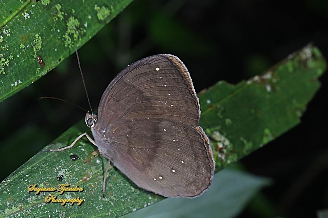 The Common Faun, Faunis canens canens  Common faun,Fall,Faunis canens,Geotagged,Indonesia