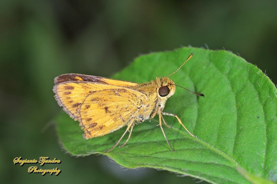 Skipper Butterfly - Yellow Palm Dart, Cephrenes trichopepla  Cephrenes trichopepla,Fall,Geotagged,Indonesia,Yellow palm dart