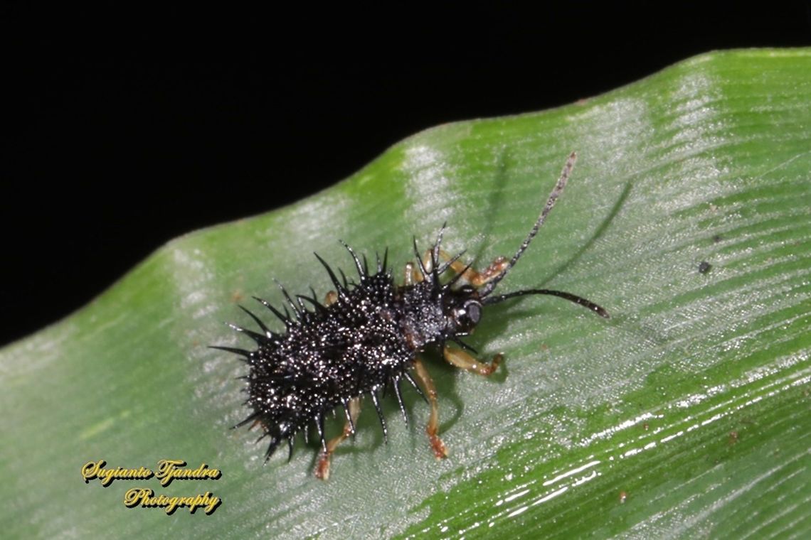 Spiny Leaf Beetle, Rice Hispa (Dactylispa sp.)  Dicladispa armigera,Fall,Geotagged,Indonesia,Rice hispa