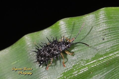 Spiny Leaf Beetle, Rice Hispa (Dactylispa sp.)  Dicladispa armigera,Fall,Geotagged,Indonesia,Rice hispa