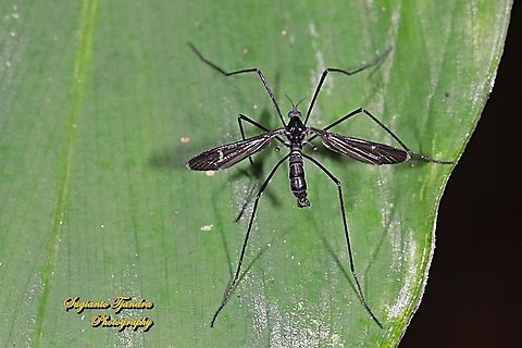 Crane fly - family Tipulidae  Fall,Geotagged,Indonesia