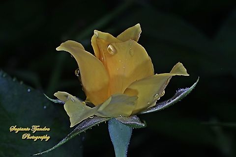 Rose flower, Rosaceae "Yellow"  Fall,Geotagged,Indonesia