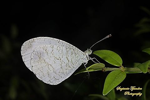 The psyche butterfly, Leptosia nina chlorographa, family Lepidoptera  Fall,Geotagged,Indonesia,Leptosia nina,Psyche