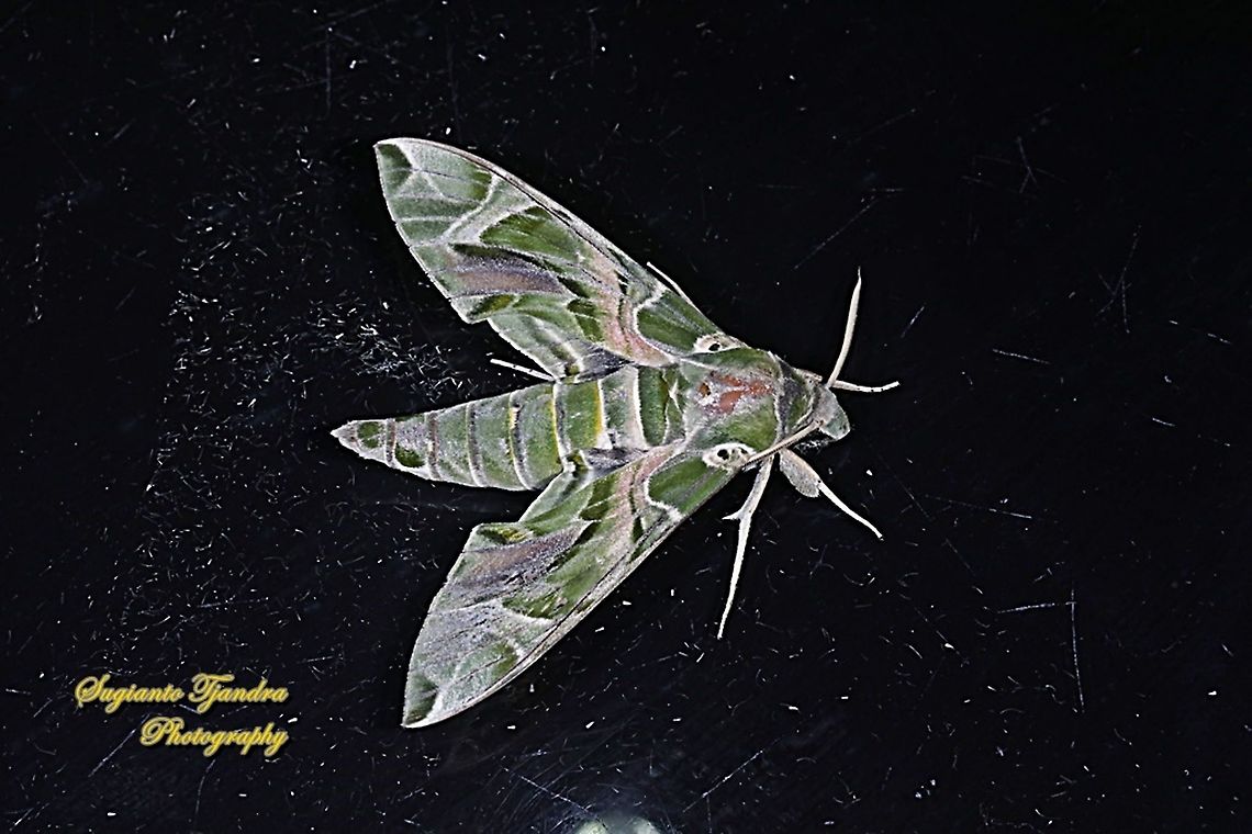 Oleander Hawk Moth, Daphnis nerii, (family Sphingidae)  Daphnis nerii,Fall,Geotagged,Indonesia,Oleander hawk-moth