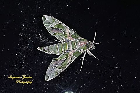 Oleander Hawk Moth, Daphnis nerii, (family Sphingidae)  Daphnis nerii,Fall,Geotagged,Indonesia,Oleander hawk-moth