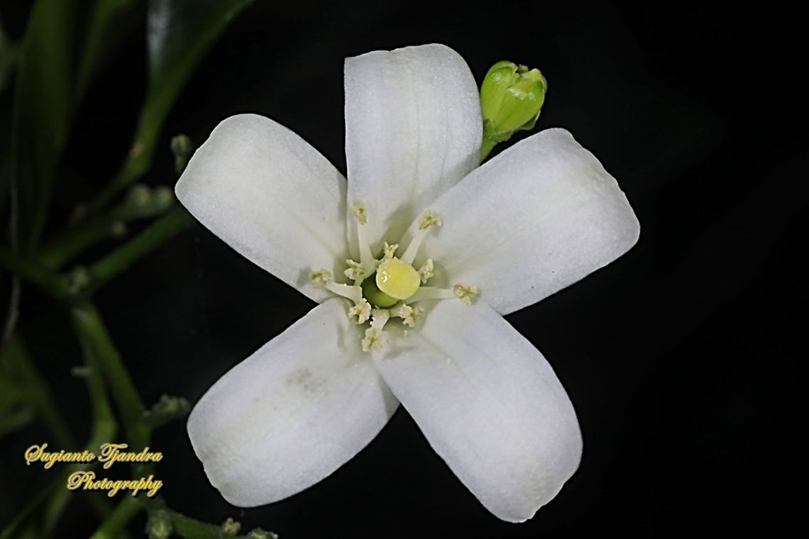 Jeruk Kingkit flower, Triphasia Trifolia  Fall,Geotagged,Indonesia,Triphasia trifolia