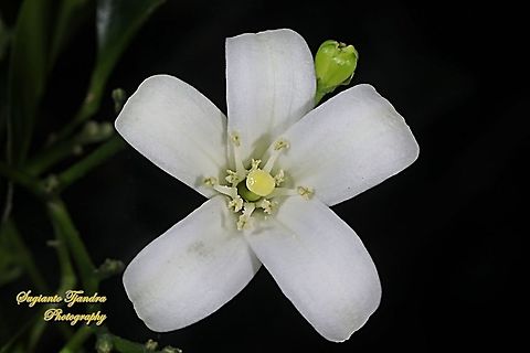 Jeruk Kingkit flower, Triphasia Trifolia  Fall,Geotagged,Indonesia,Triphasia trifolia