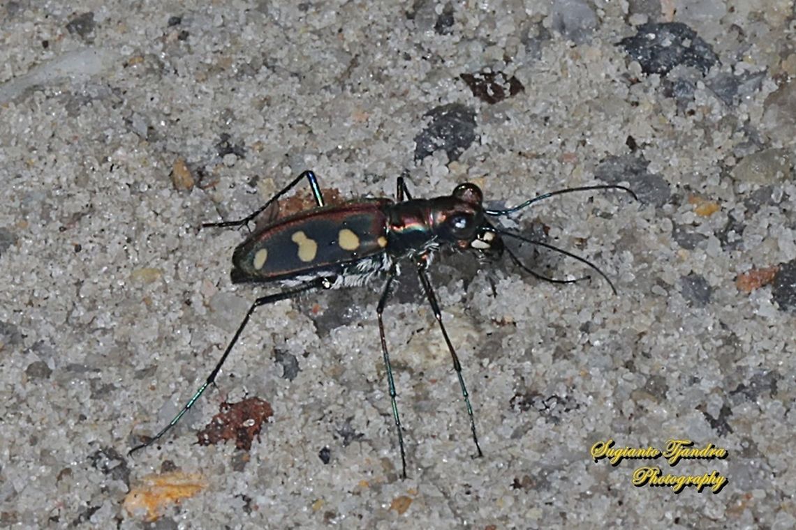 Golden-spotted Tiger Beetle, Cicindela aurulenta flavomaculata, family Carabidae  Cicindela aurulenta,Fall,Geotagged,Golden-spotted tiger beetle,Indonesia