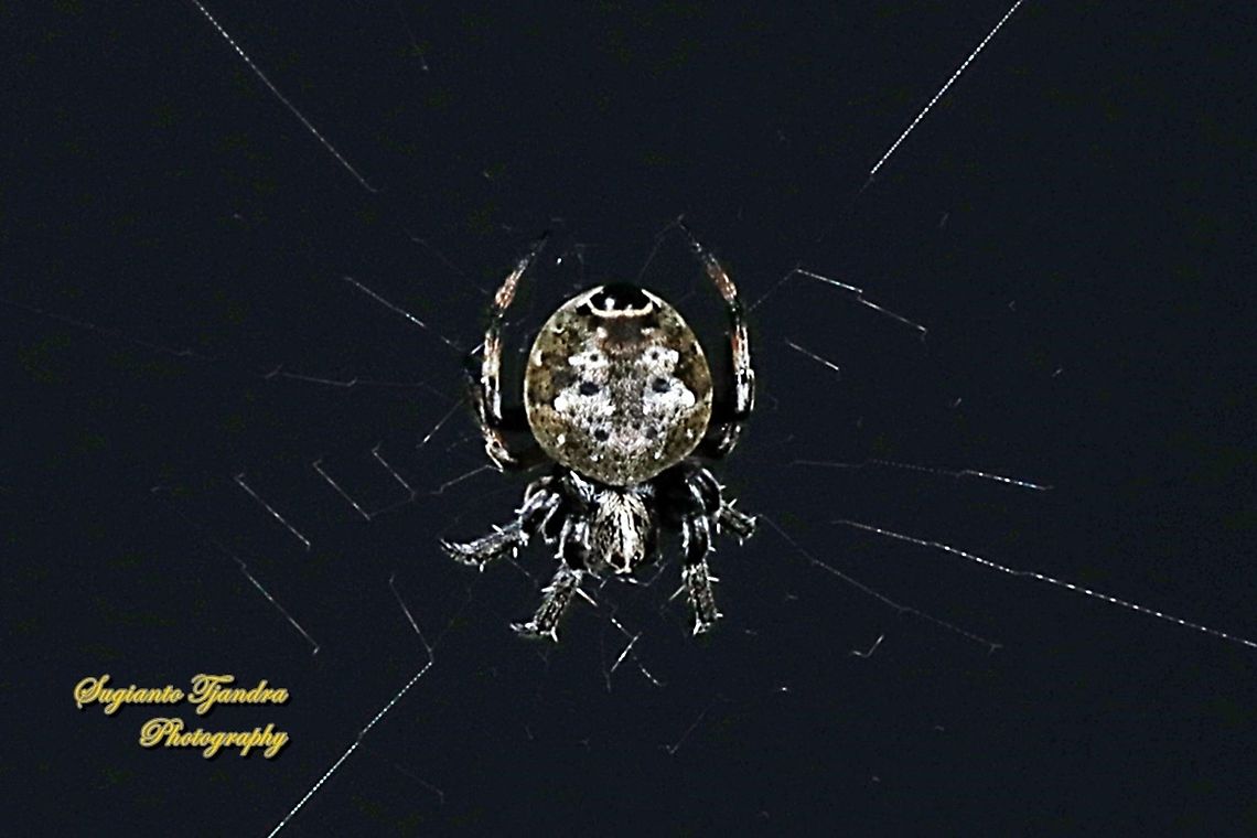 Orb-weaver spider, Eriovixia excelsa, family Araneidae  Eriovixia excelsa,Fall,Geotagged,Hump Back Araneid Spider,Indonesia