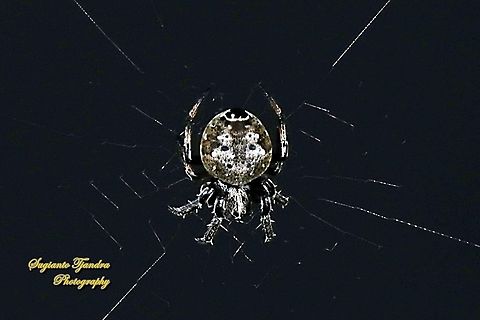 Orb-weaver spider, Eriovixia excelsa, family Araneidae  Eriovixia excelsa,Fall,Geotagged,Hump Back Araneid Spider,Indonesia