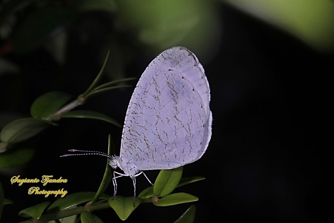 The psyche butterfly, Leptosia nina chlorographa, family Lepidoptera  Fall,Geotagged,Indonesia,Leptosia nina,Psyche,Spring