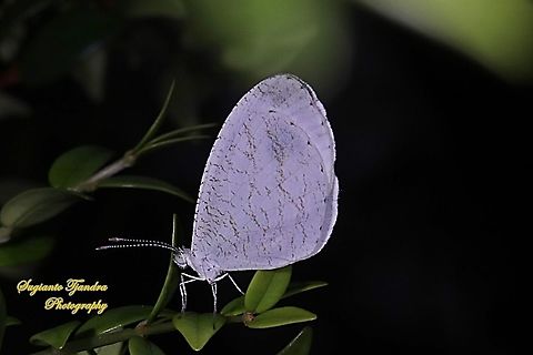 The psyche butterfly, Leptosia nina chlorographa, family Lepidoptera  Fall,Geotagged,Indonesia,Leptosia nina,Psyche,Spring