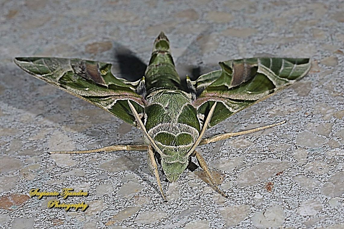Oleander Hawk Moth, Daphnis nerii, (family Sphingidae)  Daphnis nerii,Fall,Geotagged,Indonesia,Oleander hawk-moth