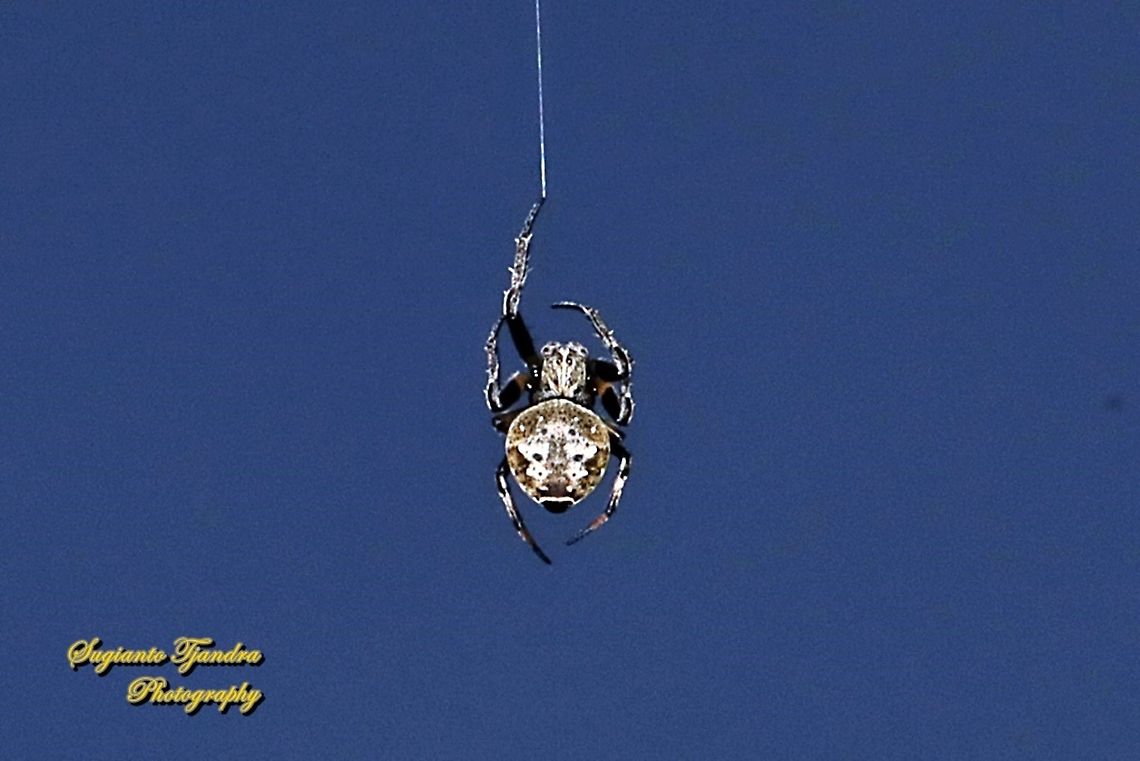 Orb-weaver spider, Eriovixia excelsa, family Araneidae  Eriovixia excelsa,Fall,Geotagged,Hump Back Araneid Spider,Indonesia