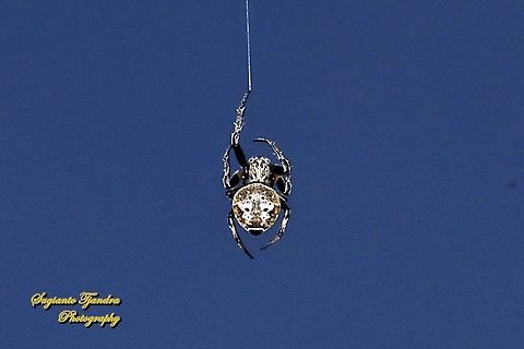 Orb-weaver spider, Eriovixia excelsa, family Araneidae  Eriovixia excelsa,Fall,Geotagged,Hump Back Araneid Spider,Indonesia