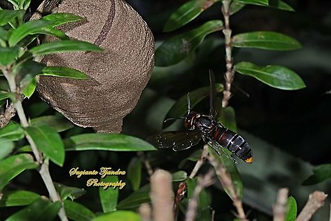 Yellow-vented potter wasp/hornet, Vespa Analis "flying home"  Fall,Geotagged,Indonesia,Vespa analis