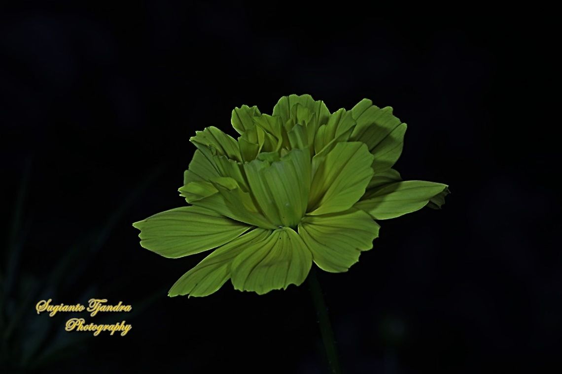 Yellow Cosmos flower (Cosmos sulphureus)  Cosmos sulphureus,Fall,Geotagged,Indonesia,Sulfur Cosmos