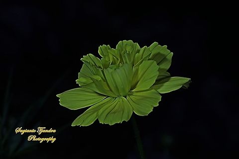 Yellow Cosmos flower (Cosmos sulphureus)  Cosmos sulphureus,Fall,Geotagged,Indonesia,Sulfur Cosmos