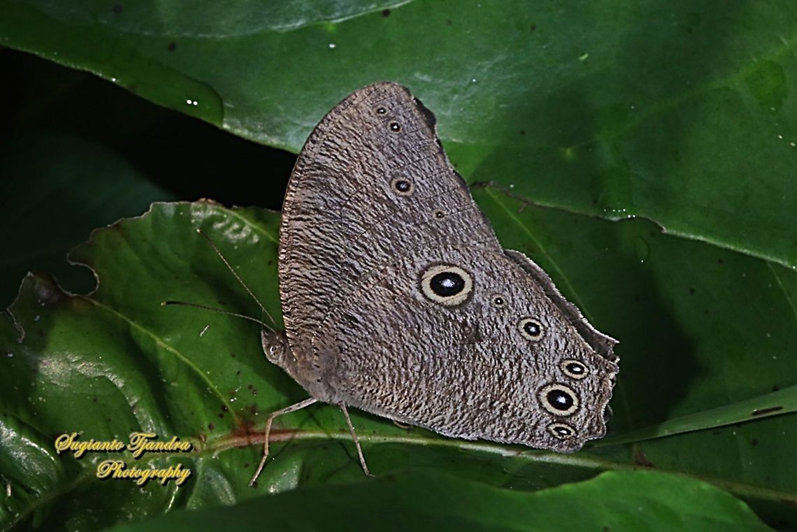 common evening brown, Melanitis leda leda  Common evening brown,Fall,Geotagged,Indonesia,Melanitis leda