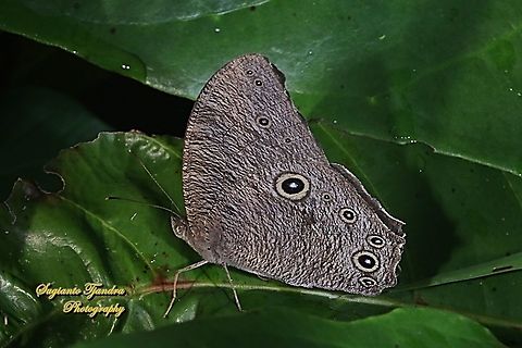 common evening brown, Melanitis leda leda  Common evening brown,Fall,Geotagged,Indonesia,Melanitis leda