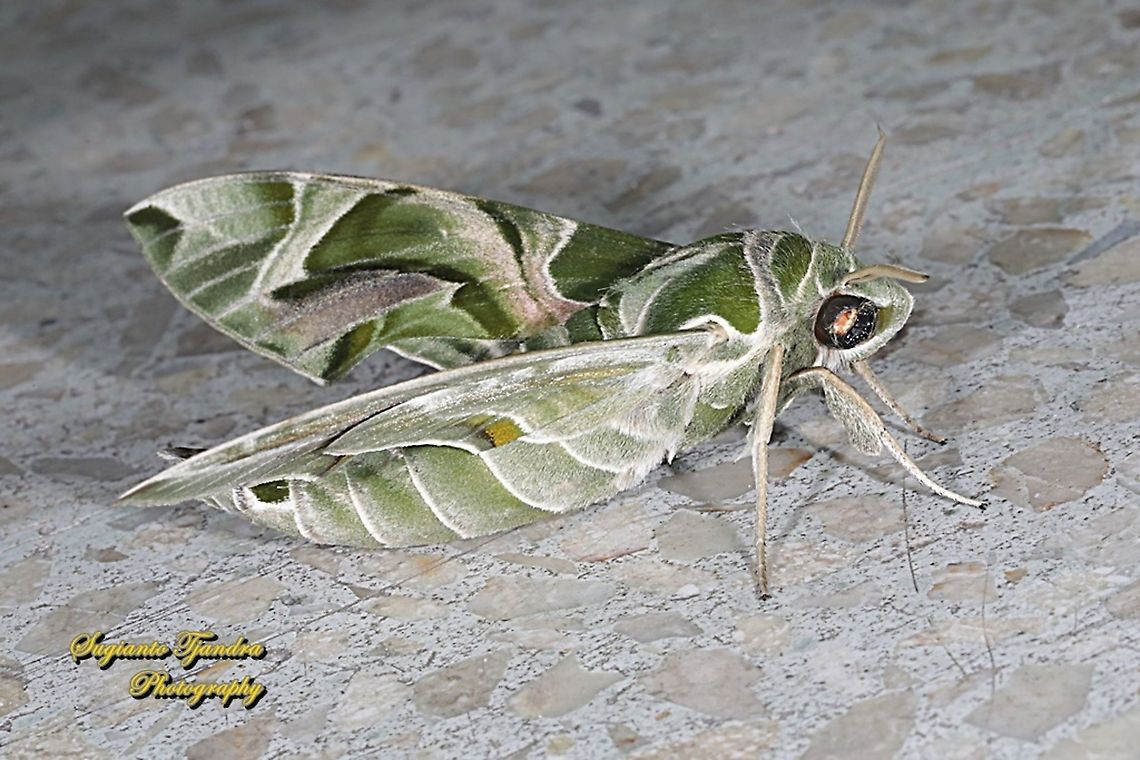 Oleander Hawk Moth, Daphnis nerii, (family Sphingidae)  Daphnis nerii,Fall,Geotagged,Indonesia,Oleander hawk-moth