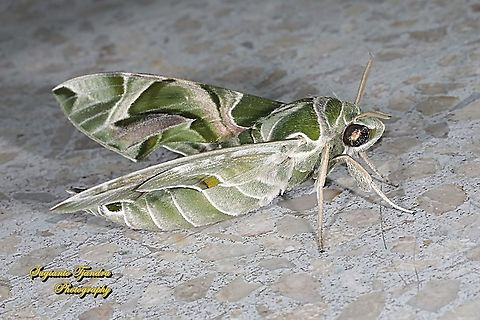 Oleander Hawk Moth, Daphnis nerii, (family Sphingidae)  Daphnis nerii,Fall,Geotagged,Indonesia,Oleander hawk-moth