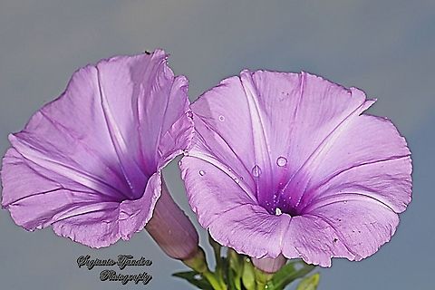 Morning Glory Creeper, Ipomoea cairica  Fall,Geotagged,Indonesia,Ipomoea cairica