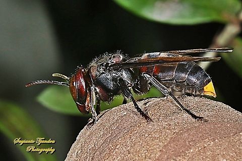 Yellow-vented potter wasp/hornet, Vespa Analis  Fall,Geotagged,Indonesia,Vespa analis,Yellow-vented hornet