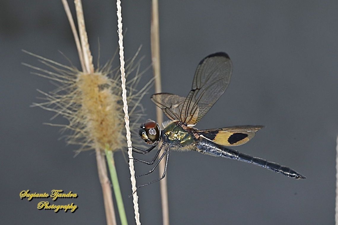 The yellow-striped flutterer dragonfly (Rhyothemis phyllis)  Fall,Geotagged,Indonesia,Rhyothemis phyllis,Yellow-striped Flutterer