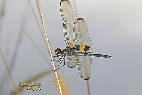 The yellow-striped flutterer dragonfly (Rhyothemis phyllis)  Fall,Geotagged,Indonesia,Rhyothemis phyllis,Yellow-striped Flutterer