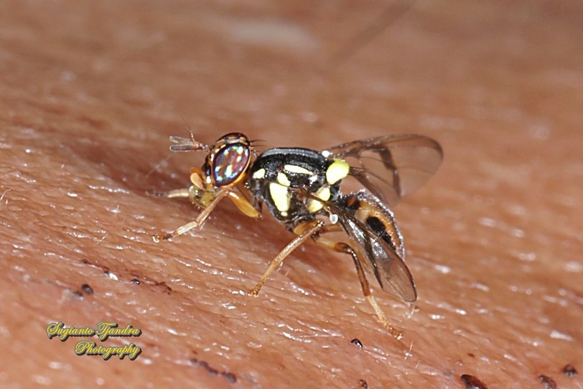 White striped fruit fly, Bactrocera albistrigata  Bactrocera albistrigata,Fall,Geotagged,Indonesia