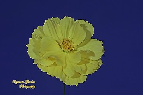 Yellow Cosmos flower (Cosmos sulphureus)  Cosmos sulphureus,Fall,Geotagged,Indonesia,Sulfur Cosmos