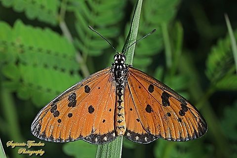 Tawny Coster Butterfly, Acraea terpsicore Linnaeus - Male  Acraea terpsicore,Fall,Geotagged,Indonesia,Tawny coster