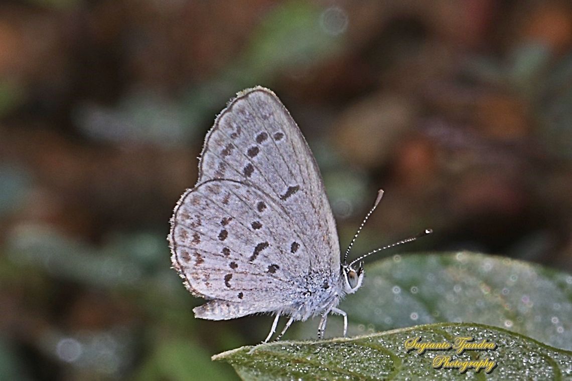 Lesser Grass Blue butterfly, Zizina otis annetta.  Fall,Geotagged,Indonesia,Lesser grass blue,Zizina otis