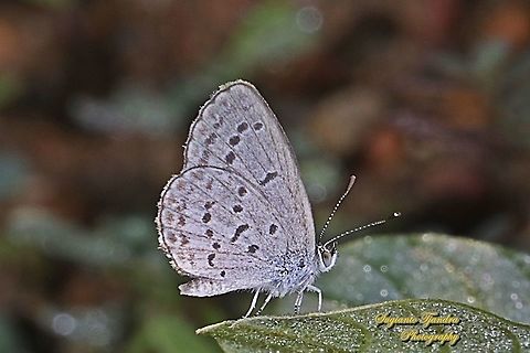 Lesser Grass Blue butterfly, Zizina otis annetta.  Fall,Geotagged,Indonesia,Lesser grass blue,Zizina otis