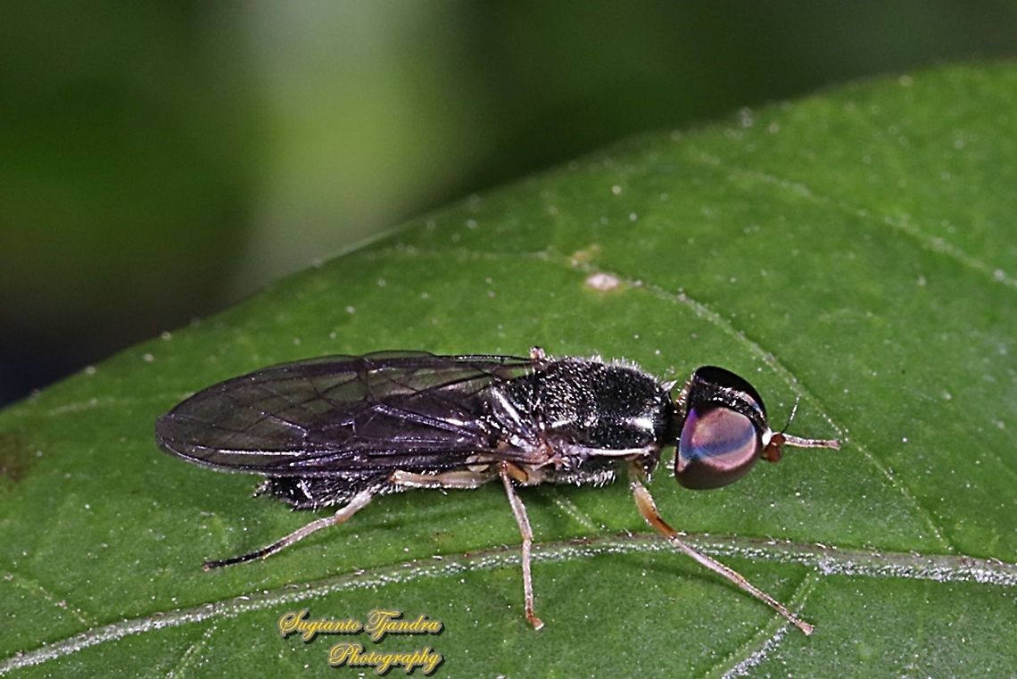 Soldier fly, Sargus Sp., family Stratiomyidae  Fall,Geotagged,Indonesia