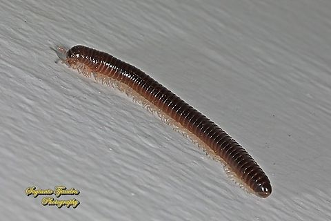 Snake/House millipede  Fall,Geotagged,Indonesia