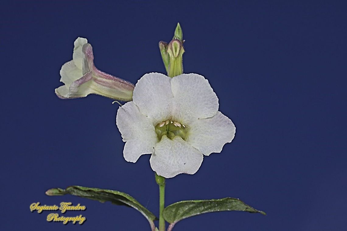 Heart-Leaf Priva, Priva cordifolia (Verbena family)  Fall,Geotagged,Heart-leaf Velvet Bur,Indonesia,Priva cordifolia