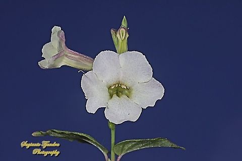 Heart-Leaf Priva, Priva cordifolia (Verbena family)  Fall,Geotagged,Heart-leaf Velvet Bur,Indonesia,Priva cordifolia