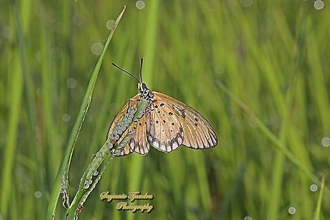 Tawny Coster Butterfly, Acraea terpsicore Linnaeus - Underside  Acraea terpsicore,Fall,Geotagged,Indonesia,Tawny coster