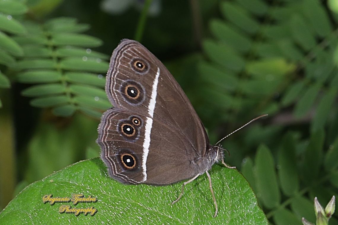 Dark Grass-brown, Orsotriaena medus cinerea  Dark grass-brown,Fall,Geotagged,Indonesia,Orsotriaena medus