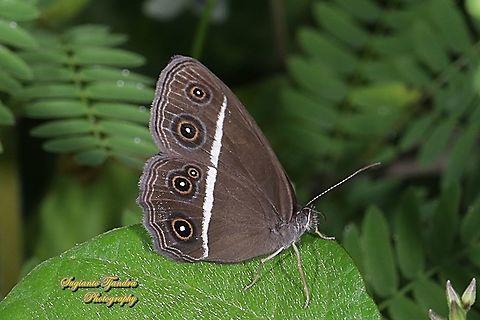 Dark Grass-brown, Orsotriaena medus cinerea  Dark grass-brown,Fall,Geotagged,Indonesia,Orsotriaena medus
