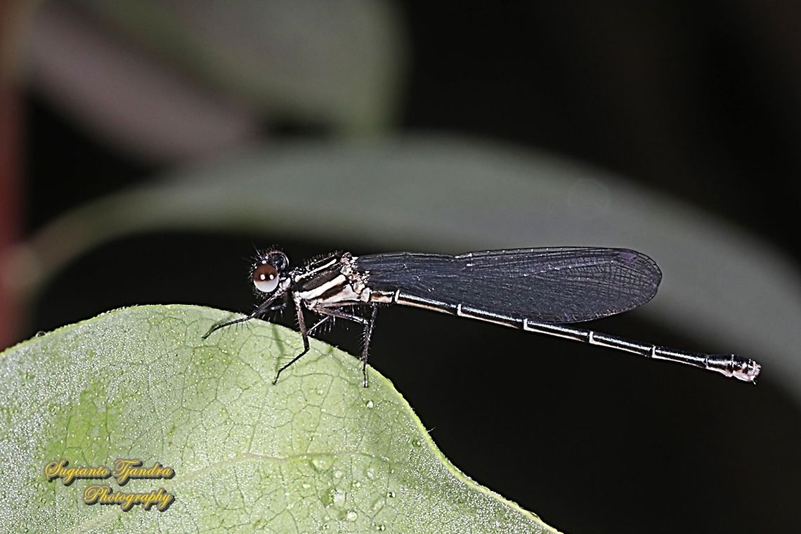 Marsh Dancer Damselfly (Onychargia atrocyana)  Fall,Geotagged,Indonesia,Marsh dancer,Onychargia atrocyana