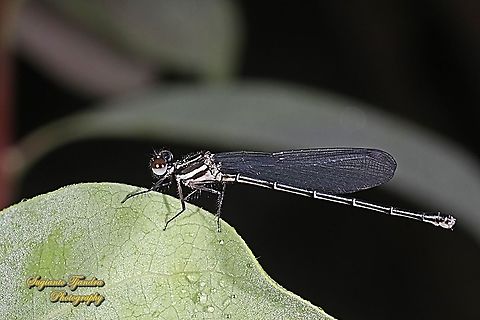Marsh Dancer Damselfly (Onychargia atrocyana)  Fall,Geotagged,Indonesia,Marsh dancer,Onychargia atrocyana