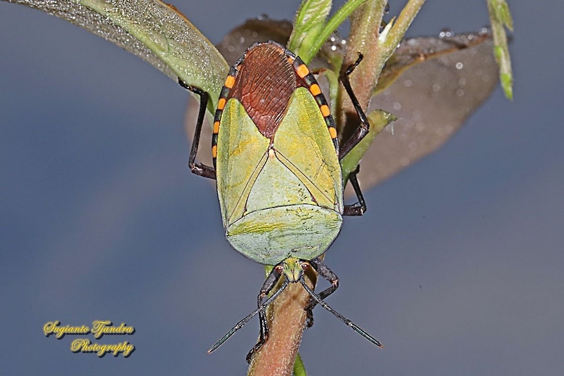 Golden Green Giant Shield Bug, Pycanum alternatum (family of Tessaratomidae )  Fall,Geotagged,Indonesia,Pycanum rubens