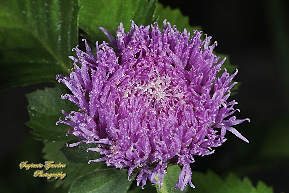 Brazilian Bachelor's Button flower,  Centratherum punctatum  Brazilian Bachelor's Button,Centratherum punctatum,Fall,Geotagged,Indonesia