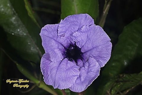 Mexican petunia flower, Ruellia simplex  Fall,Geotagged,Indonesia,Ruellia simplex,ruella simplex