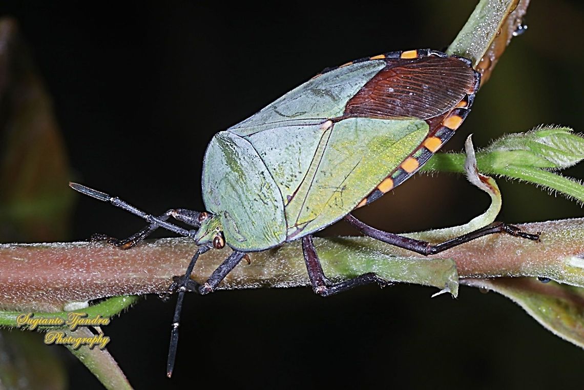 Golden Green Giant Shield Bug, Pycanum alternatum (family of Tessaratomidae )  Fall,Geotagged,Indonesia,Pycanum rubens
