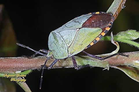 Golden Green Giant Shield Bug, Pycanum alternatum (family of Tessaratomidae )  Fall,Geotagged,Indonesia,Pycanum rubens
